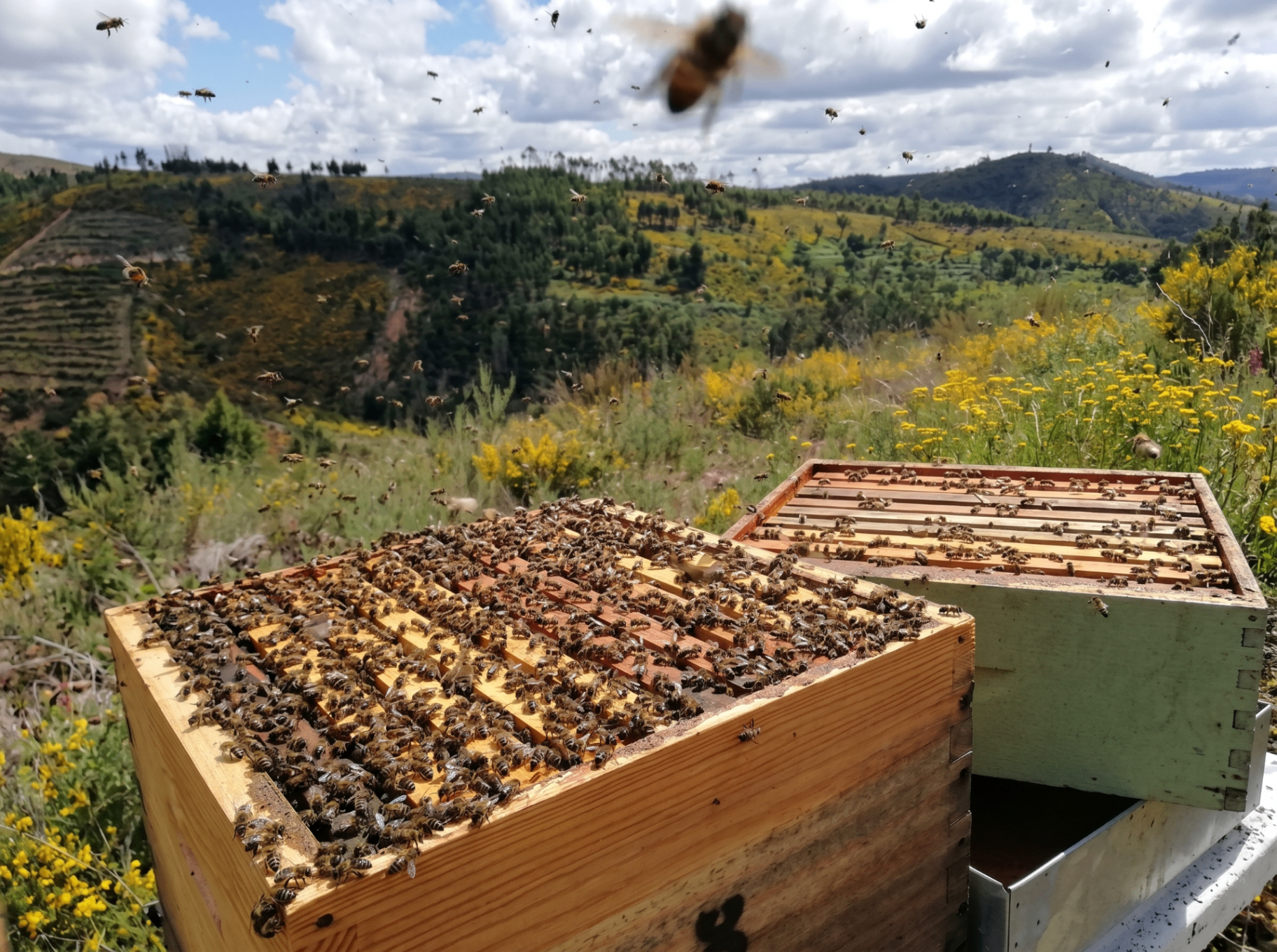 Open beehives on a hillside with bees in flight over yellow wildflowers and forested mountains
